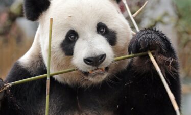 ga mee met dumo naar ouwehands dierenpark en leer nieuwe dieren kennen